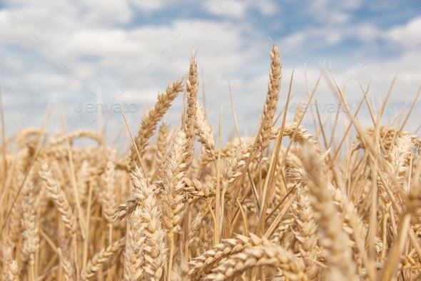 ripening wheat - Stock Photo - Images