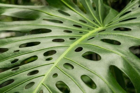 Close-up of a leaf of a tropical monstera plant. Nominated