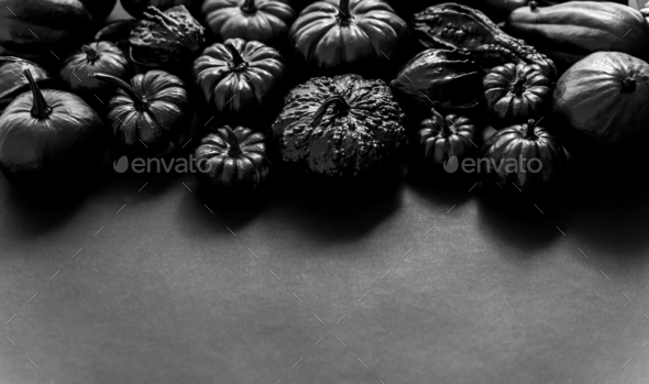 Various kinds cute mini pumpkins in black colour placed black background with copy space - Stock Photo - Images