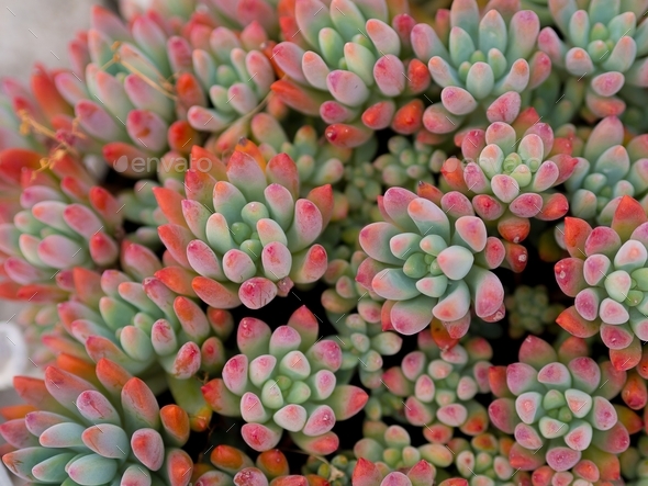 The splendid forms of succulents - Stock Photo - Images
