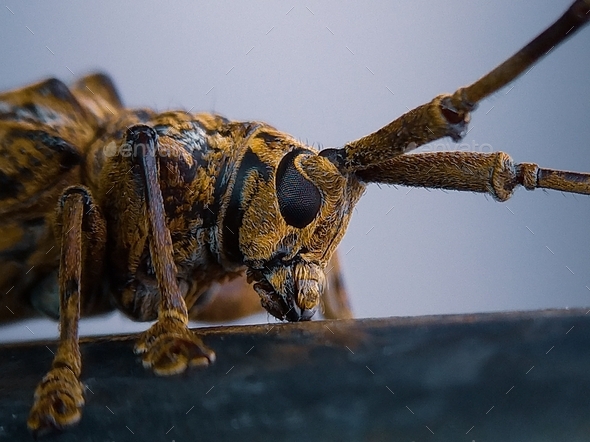 Longhorn beetle, nature background photo