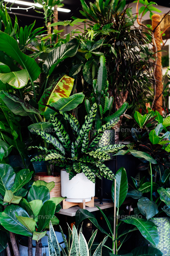 Various exotic green house plants in the flower pots. Business of