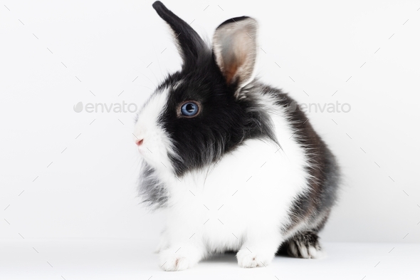 Small rabbit of the Dutch breed of black and white color on a white background. Pets. Easter bunny
