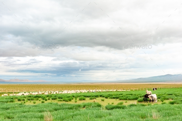 Natural grassland pasture on the Qinghai-Tibet Plateau. A large flock of sheep are grazing in Summer