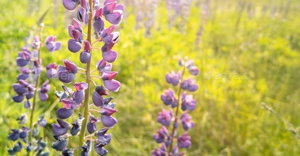 Purple flower lupine Lupinus. Beautiful natural background with