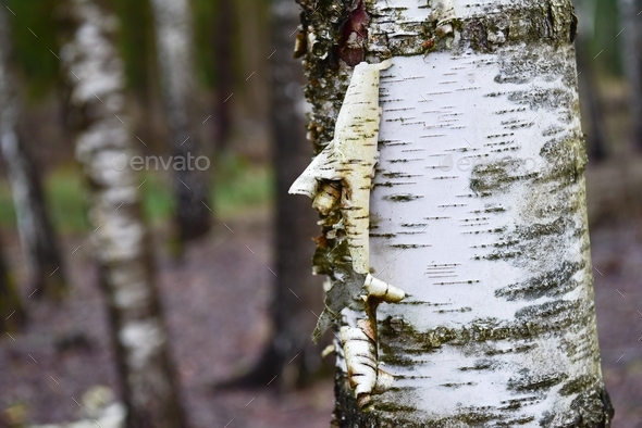 Birch bark in winter in February. - Stock Photo - Images