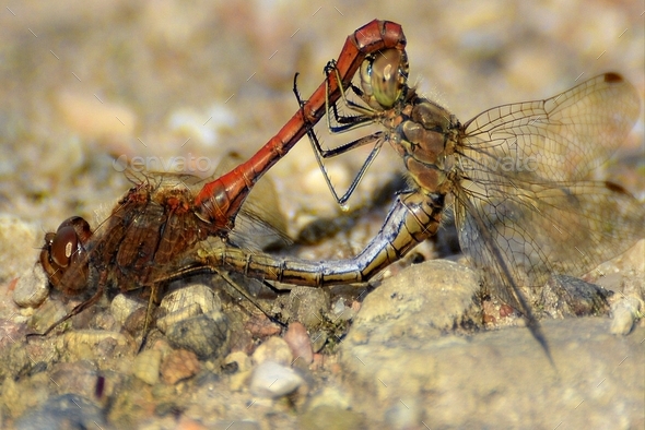 Dragonfly mating involves acrobatic moves, biting and scratching, and ...