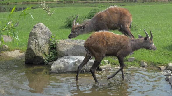 Two sitatunga by pond in the zoo or nature reserve alt