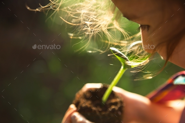 Young green sprout in the hands of a child in the light of the sun on a background of green grass. N