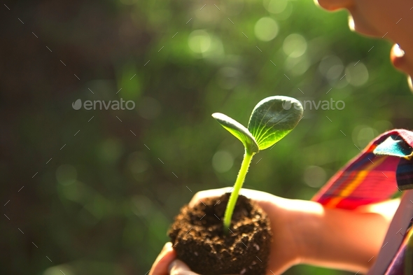 Young green sprout in the hands of a child in the light of the sun on a background of green grass. N