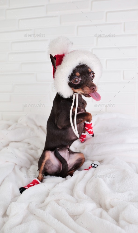 red socks Dog T-Shirt