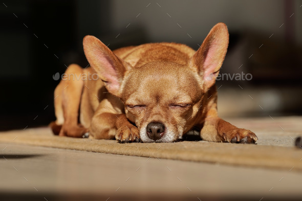 cute muzzle little dog sleeps on the floor under the sun