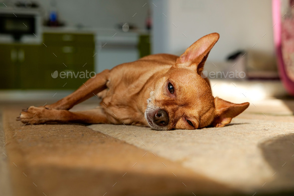cute muzzle little dog sleeps on the floor under the sun
