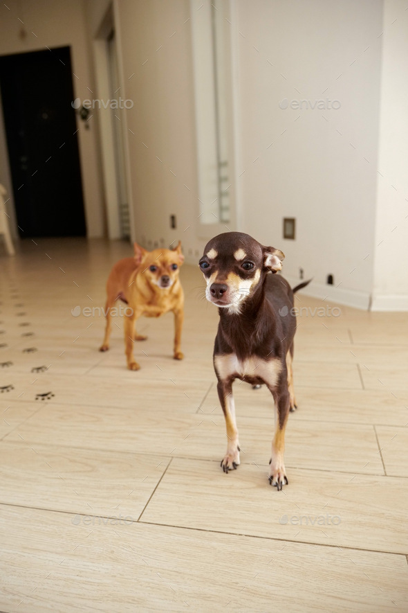 Two dog waiting for a walk  - Stock Photo - Images