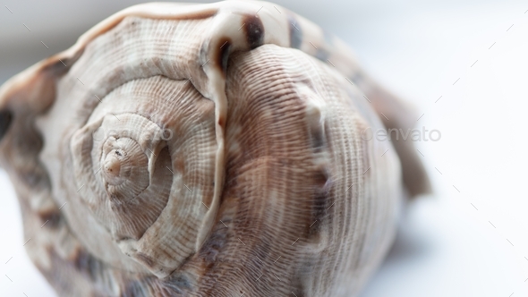 Spiral seashell with clockwise rotating curves Stock Photo by fotojv