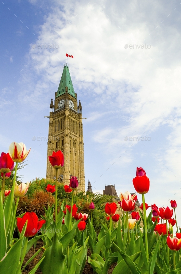 Tulip with Canadian parliamentary clock tower Ottawa Stock Photo by
