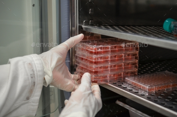 Incubation of cell in cell culture plate - Stock Photo - Images