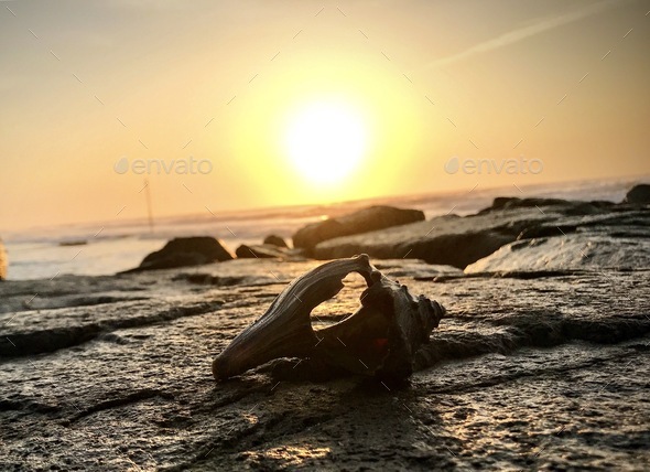 Shell on a jetty at sunrise Stock Photo by kane251 | PhotoDune