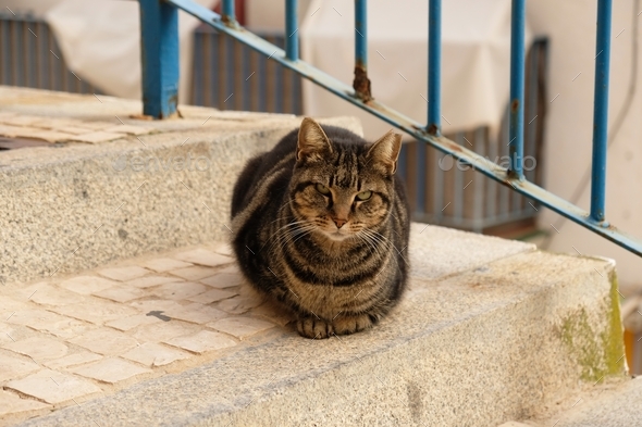 Serious pretty Cat on street in Malaga, Spain. Homeless cute Cat with damaged ear.
