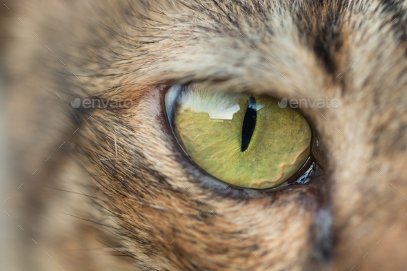 Macro shooting of brown tabby cat eye with reflection.