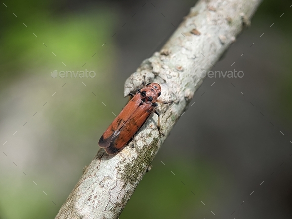 Bothrogonia resting on a rotting piece of wood. - Stock Photo - Images