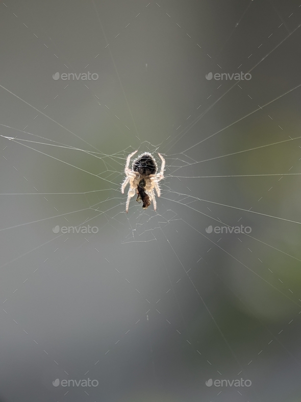 Small white spiders that are catching insects that are stuck on spider