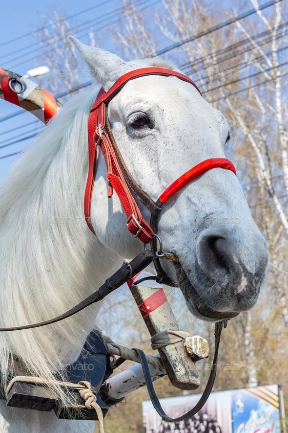 white horse in city park rides children. horse with a red harness against the background of poster