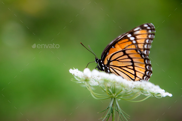 Monarch butterfly on a white Queen Anne’s lace flower