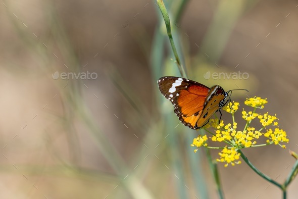 Painted lady butterfly delicately balancing and feeding on yellow flowers. Flying insect feeding.  - Stock Photo - Images