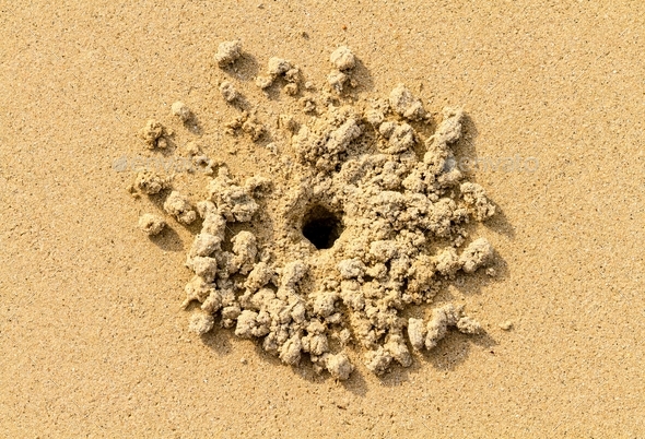 Crab\'s burrow in the sand leaving small piles formed by digging. Natural background of sandy beach.