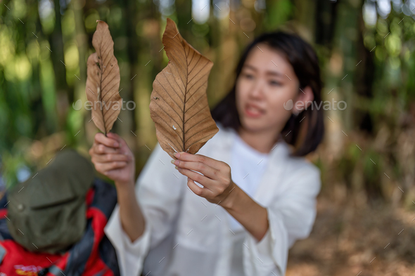 Young backpack hiking botany study woman walking in the forest and pay attention looking tree leave