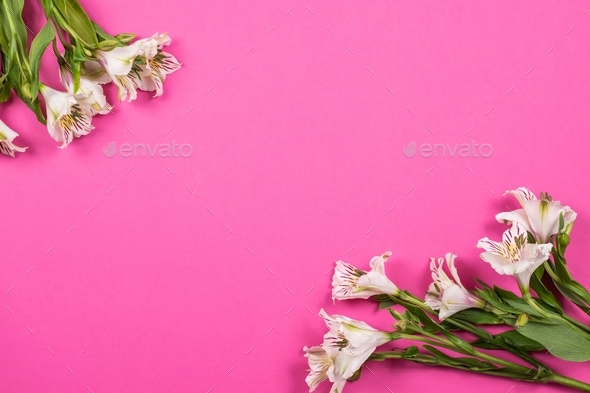 Pink background with floral border. Delicate flowers on a pink background. A greeting card.