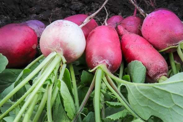 Freshly picked, purple colorful radishes in a blue plastic container ...