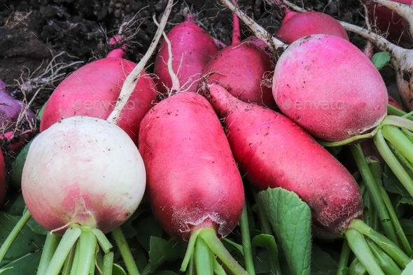 Freshly picked, purple colorful radishes in a blue plastic container ...
