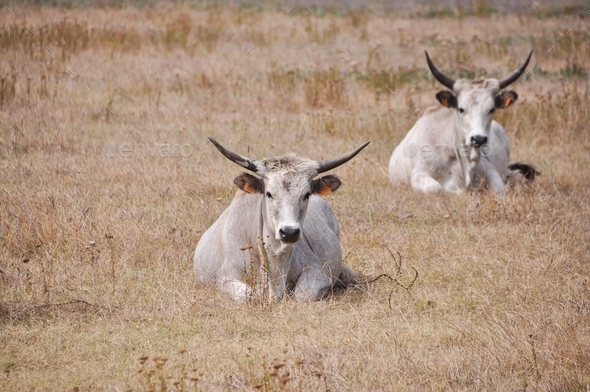 Maremma cows  - Stock Photo - Images