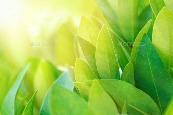 Green leaves on a tea plan bush