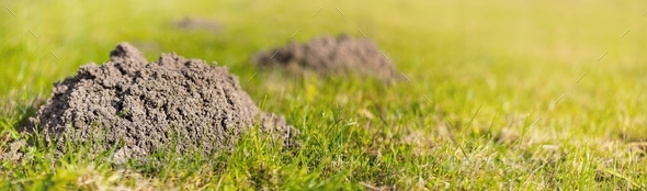 Molehills on lawn in the yard