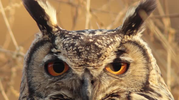 Close up of a Indian Eagle Owl with showing its big Orange eyes perched in the brown grass fully cam alt