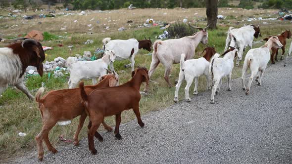 Group of Goats Seen Walking Next to the Road
