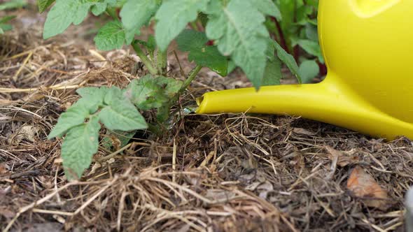 A farmer-gardener uses a watering can to water vegetable seedlings in the garden. Close-up. alt