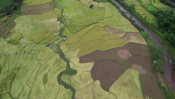 Aerial view of paddy field or rice terrace and the river in valley, Nan, Thailand by drone