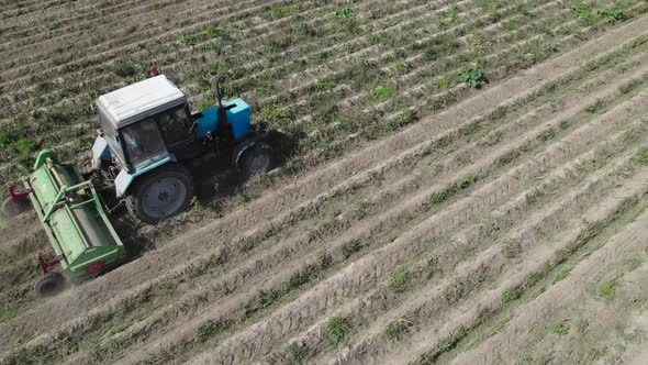Tractor Mowing Potato Tops in the Field alt