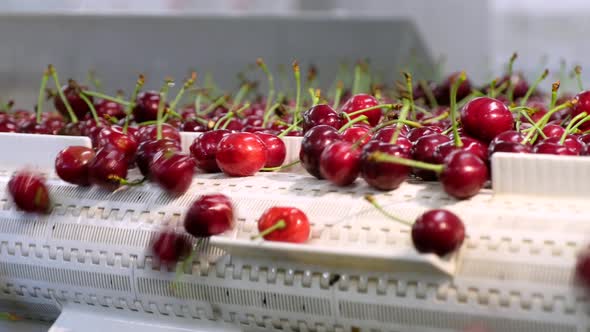 Fresh Sweet Cherries of Red Colour Move on Conveyor Belt