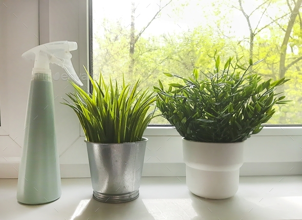 Indoor plants and flowers stand on the windowsill under the sun\'s rays near the window.