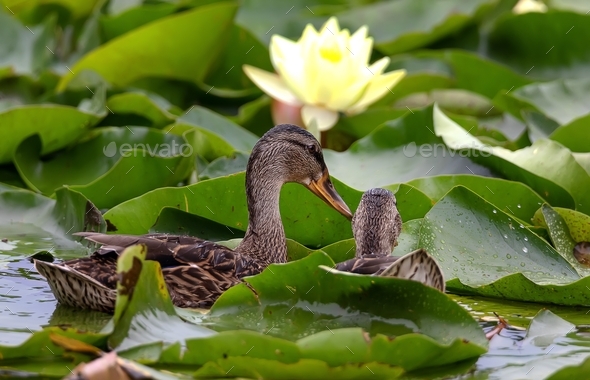 two Funny mallards and Blossoming yellow water lotus in the morning after rain in the pond
