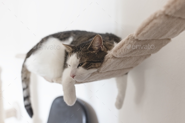 Tired sad domestic cat laying on hanging rope bridge for cats. Cat health and behavior