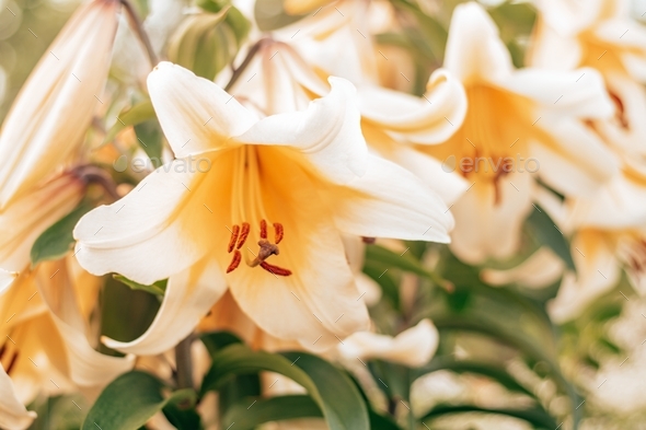 Close up image of lily flower OT-hybrid Garden Affair with big open flowerpot and stamens