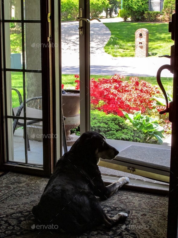 Dog day afternoon by front door of home keeping watch of neighborhood outside of flower garden - Stock Photo - Images