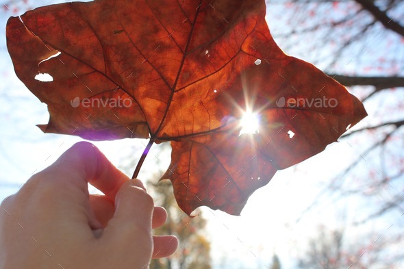 Hand holding a red maple leaf in air with sunburst shining through on an autumn or winter day