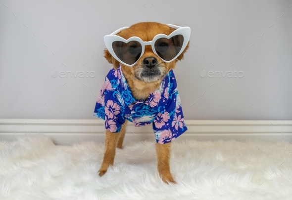 Cute dog wearing blue and purple Hawaiian Aloha shirt and sunglasses